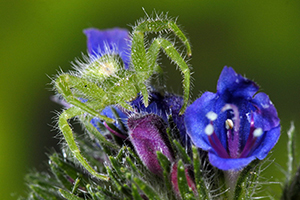 Green hairy crab spider, Heriaeus hirtus, waiting prey on echium flowes, Italy