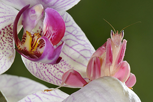 Orchid mantis, Hymenopus coronatus, juvenile on orchis. One of the most perfect camouflage in the animal world. Indonesia