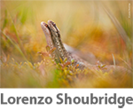 Lorenzo Shoubridge - Wildlife Photographer of the Year 150x124 pixel