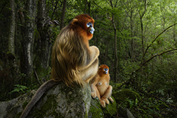 Marsel van Oosten - Wildlife Photographer of the Year 250x167 pixel
