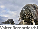 Walter Bernardeschi - Wildlife Photographer of the Year 150x124 pixel