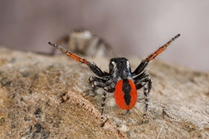 Jumping spider male, Phileus chrysops, courting and displaying to a female. Male is the orange one.