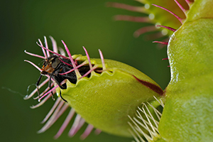 Venus flytrap, Dionaea muscipula, with trapped fly