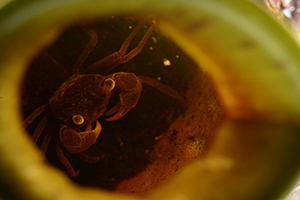 Geosesarma_malayanum_5_bis - 300x200 pixel