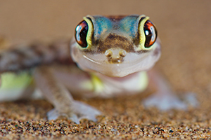 Desert gecko Pachydactylus rangeri
