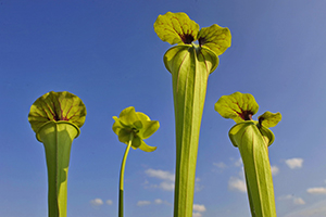 Pitcher plant, Sarracenia flava