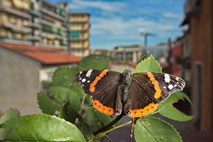 Vanessa_atalanta_2 - 300x200 pixel