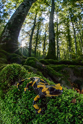 Foto Salamandra 267x400 pixel web