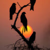 Dhyey Shah – Black kites, red sunset