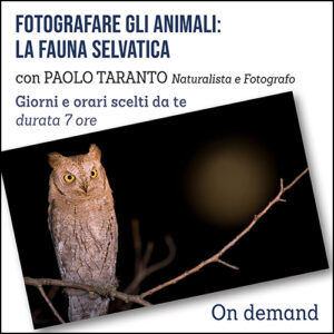Corso Fotografare gli animali: la fauna selvatica