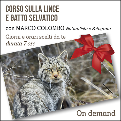 Lince e Gatte selvatico 500×500 pixel Buono regalo on demand
