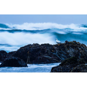 Kelp goose - Ugo Mellone