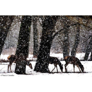 Cerve sotto la nevicata - Marco Colombo