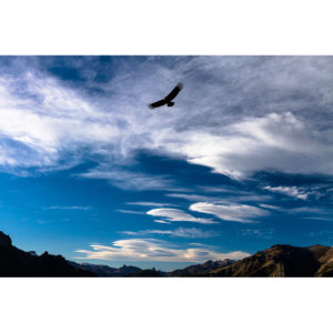 Condor nel cielo patagonico - Ugo Mellone