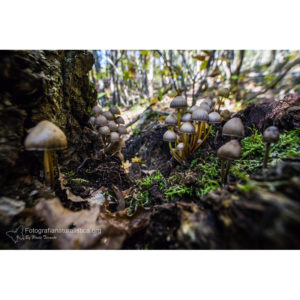 Stampa n°10 -  Paolo Taranto (Funghi)