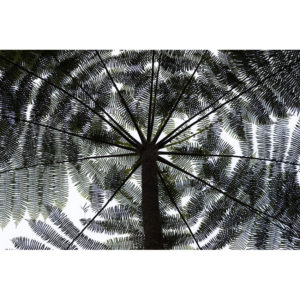 Albero felce - Ugo Mellone
