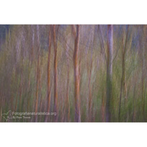 Stampa n°12 -  Paolo Taranto (Landscape)