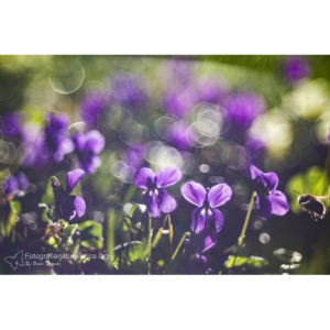 Stampa n°19 -  Paolo Taranto (Viola selvatica)