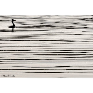 Linee di inchiostro - Marco Colombo