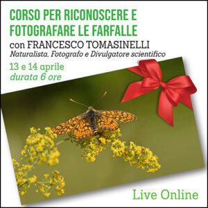 Corso Riconoscere e Fotografare le Farfalle