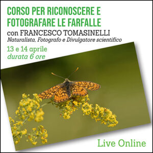 Corso Riconoscere e Fotografare le Farfalle