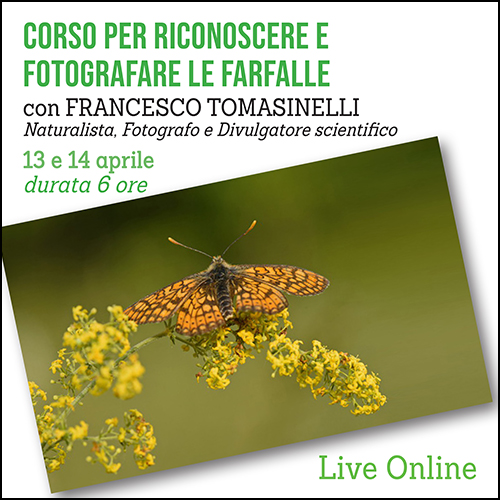 Fotografare le farfalle shop 500×500 pixel