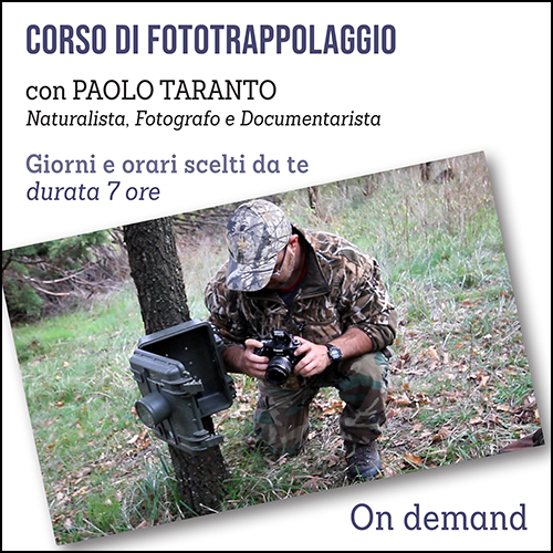 Fototrappolaggio shop on demand 500×500 pixel