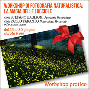 Workshop pratico di Fotografia Naturalistica. La magia delle Lucciole