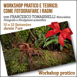 Workshop pratico e teorico: come fotografare i Ragni - Parco Ticino