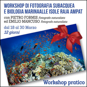 Workshop di Fotografia Subacquea e Biologia Marina alle isole Raja Ampat