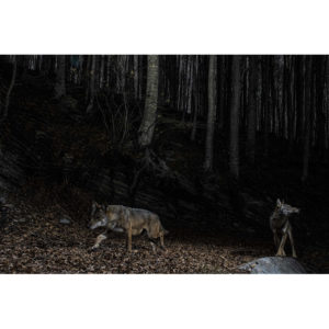 Stampa n°174 -  Lorenzo Shoubridge