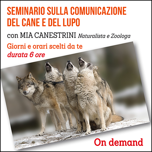 shop_seminario_comunicaz_lupo_e_canei_500x500pixel