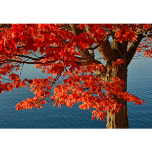 Foliage US 1 - Francesco Tomasinelli