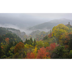 Foliage nipponico 06 - Francesco Tomasinelli