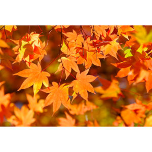 Foliage nipponico 22 - Francesco Tomasinelli
