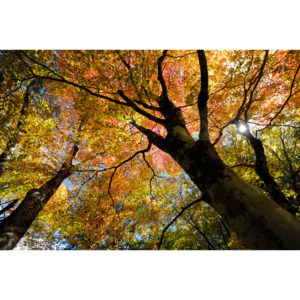 Foliage nipponico 25 - Francesco Tomasinelli