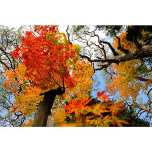 Foliage nipponico 52 - Francesco Tomasinelli