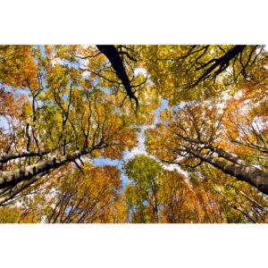 Foreste Casentino - Francesco Tomasinelli
