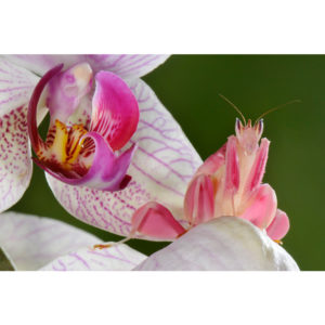 Hymenopus - Francesco Tomasinelli