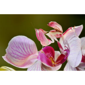 Hymenopus coronatus - Francesco Tomasinelli