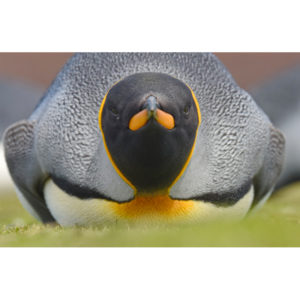 King penguin - Francesco Tomasinelli