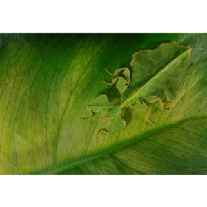 Phyllium coelebicum - Francesco Tomasinelli