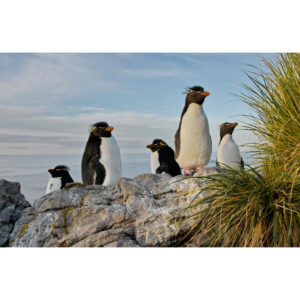 Rockhopper penguin - Francesco Tomasinelli