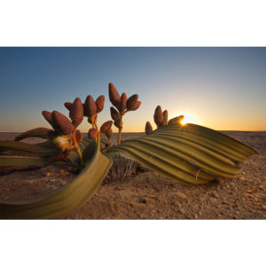 Welwitschia mirabilis - Francesco Tomasinelli