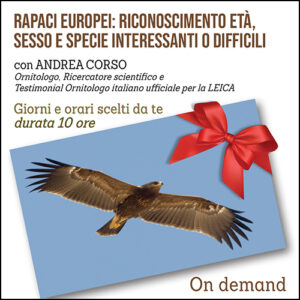 Corso sui Rapaci Europei: riconoscimento età, sesso e specie interessanti o difficili