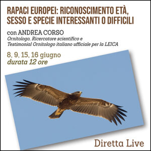 Corso sui Rapaci Europei Diurni, i signori del cielo
