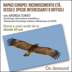 Corso sui Rapaci Europei: riconoscimento età, sesso e specie interessanti o difficili