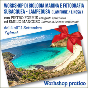 Workshop di Biologia Marina e Fotografia Subacquea - Lampedusa (Lampione / Linosa)