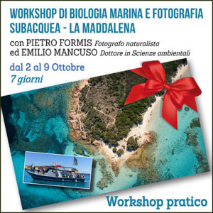 Workshop di Biologia Marina e Fotografia Subacquea - La Maddalena