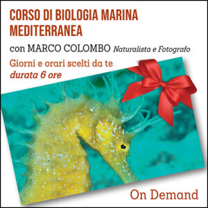 Corso di Biologia Marina Mediterranea